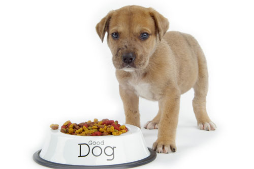 Premium Dog Food Brands in Malaysia