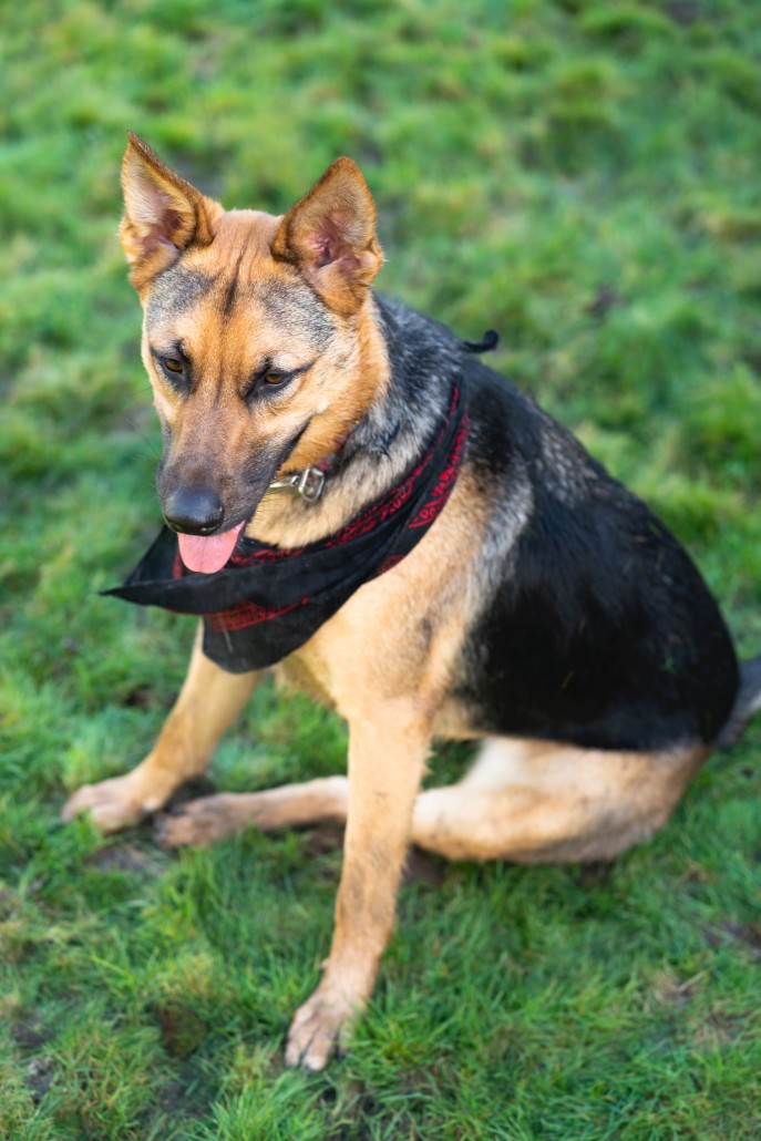 Security K9 Guard Dog Unit Malaysia